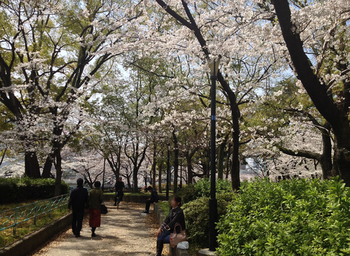 2014年に大阪で撮影した桜その1