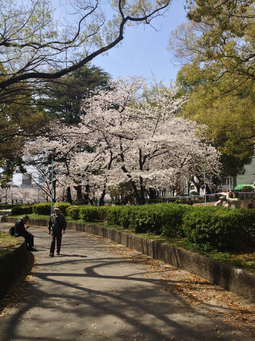2014年に大阪で撮影した桜その2
