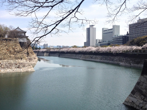 2014年に大阪で撮影した桜その3