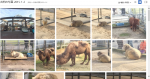 動物園で撮りまくった写真を共有してみる