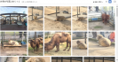 動物園で撮りまくった写真を共有してみる 動物園で撮りまくった写真を共有してみる
