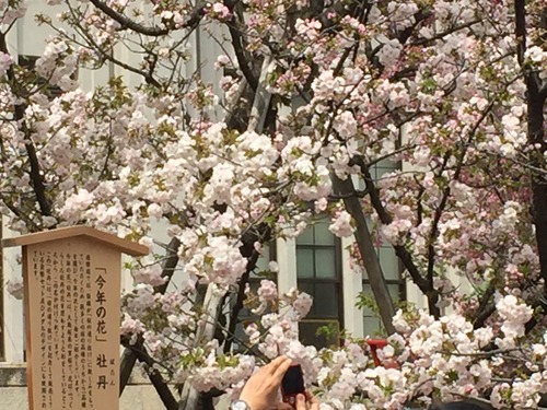 大阪造幣局2016年今年の桜「牡丹」