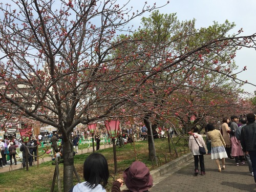 2016年4月9日現在大阪造幣局の桜の通り抜けはまだ蕾のままだった桜も多かったです