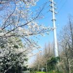 桜の写真を何点かアップしてみるin大阪2018