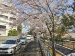 桜の写真を何点かアップしてみるin大阪2018