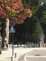 高野山を一通り回って秋を散策し、あれこれ写真を撮ってきました