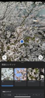 iPhoneのカメラを使って無料にて花の名前を調べるには？（通信料は除く）