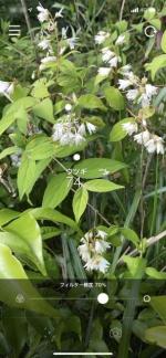 ハナノナで素早く！タッチレス！！に花の名を調べる