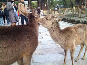 奈良公園の鹿その003