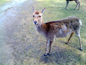 奈良公園の鹿その006