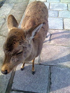 奈良公園の鹿その008