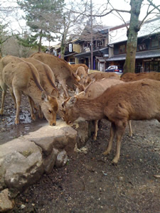 奈良公園の鹿その009