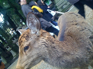奈良公園の鹿その010