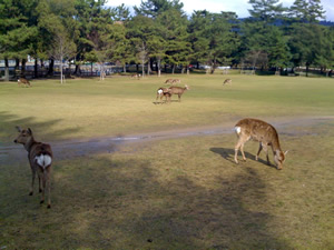 奈良公園の鹿その011