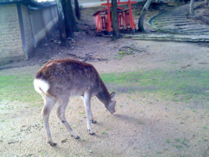 奈良公園の鹿その013