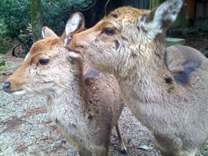 奈良公園の鹿その015