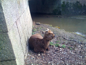 奈良公園の鹿その017