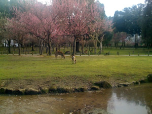 奈良公園の鹿その020