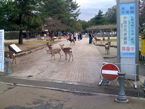 奈良公園の鹿その021