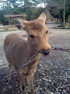 奈良公園の鹿その022