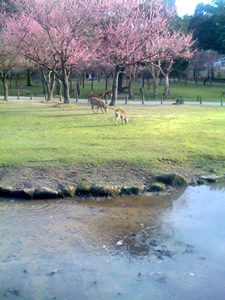 奈良公園の鹿その025