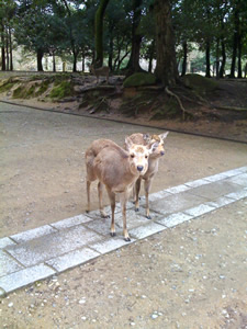 奈良公園の鹿その028