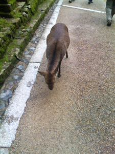 奈良公園の鹿その029