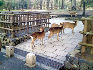 奈良公園の鹿その031
