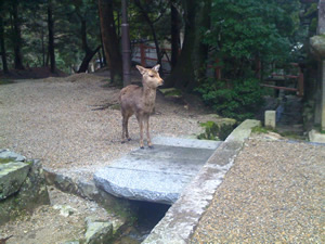 奈良公園の鹿その034