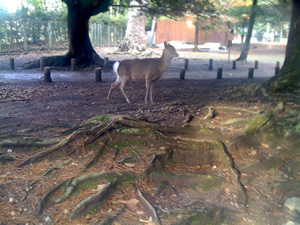 奈良公園の鹿その035