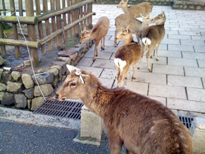 奈良公園の鹿その036
