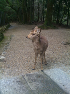 奈良公園の鹿その039