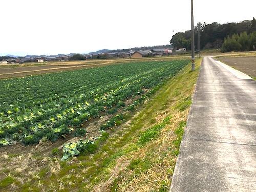 キャベツ畑の横を通る