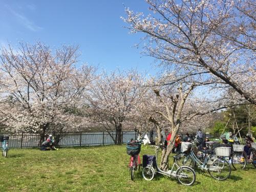 2018年鶴見緑地公園の桜その3